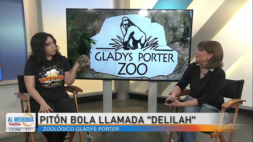 Desde el Zoológico: Gladys Porter Zoo presenta a la pitón bola