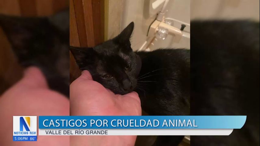 Familia de Donna devastada por violenta muerte de sus mascotas