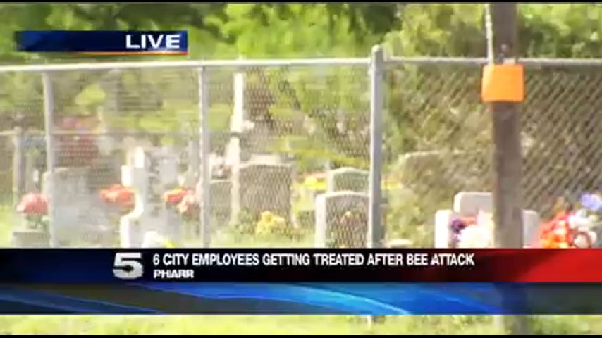 Abejas Atacan A Empleados De Pharr 