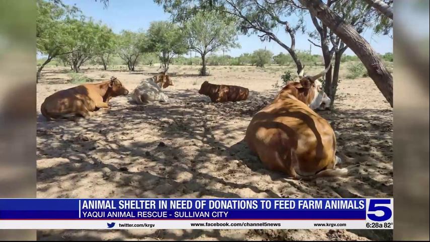 Animal shelter in Sullivan City asking for donations to feed farm animals