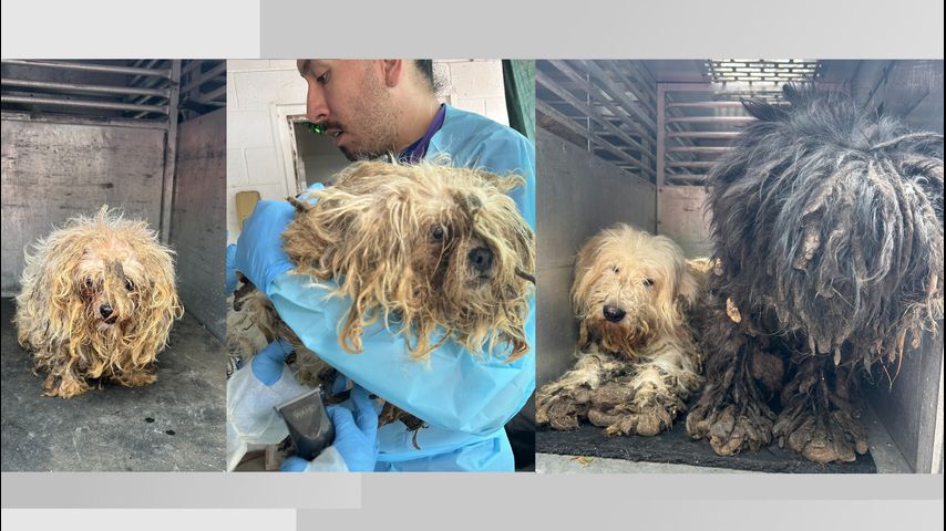 Two people in custody after over 90 dogs found in McAllen home