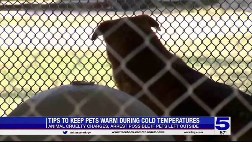 Tips to keep your pets warm during cold temperatures