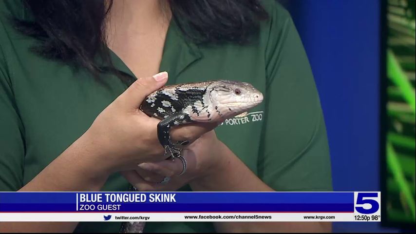 Zoo Guest: Blue tongued skink