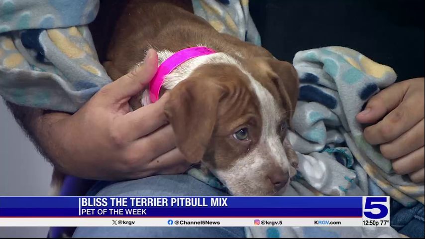 Pet of the Week: Bliss the Terrier Pitbull mix