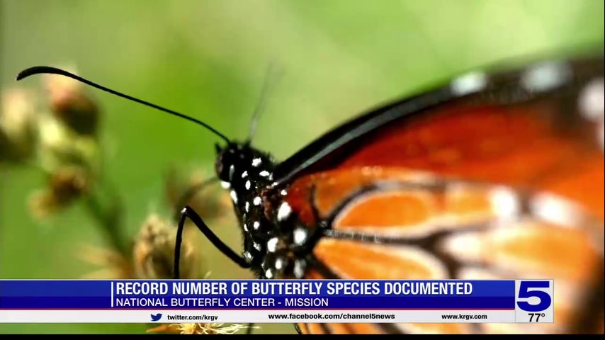 Recent cold front impacting butterflies seen at National Butterfly Center