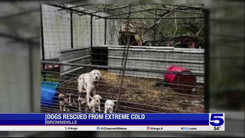 Dogs rescued from freezing conditions in Brownsville