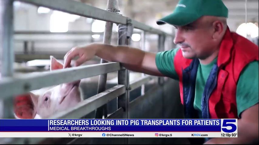 Medical Breakthroughs: Researchers looking into pig organ transplants for humans