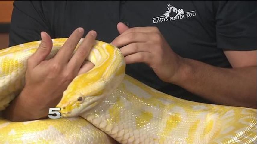 Zoo Guest of the Week - Burmese Python