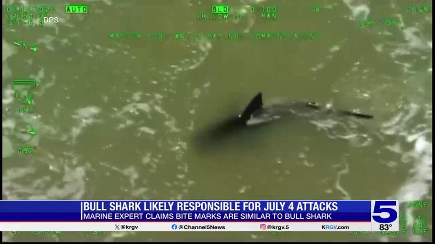 Expert believes bull shark was responsible for 4th of July SPI attacks as population grows