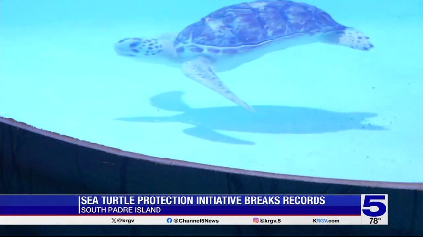 Sea turtle protection initiative breaks records at South Padre Island