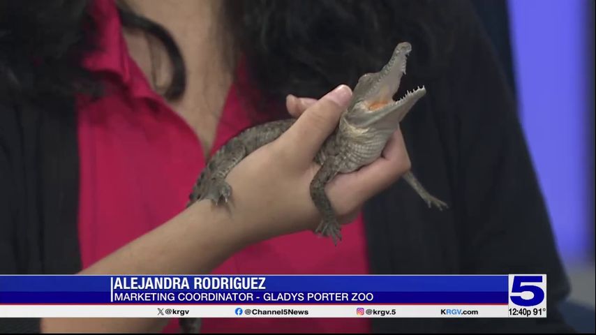 Zoo Guest: Baby Orinoco Crocodile