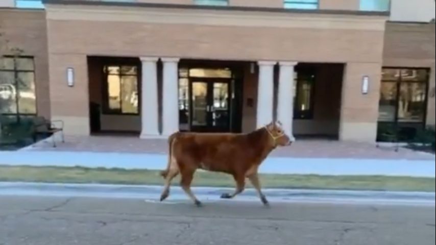 Cow caught after spotted roaming freely around LSU's campus