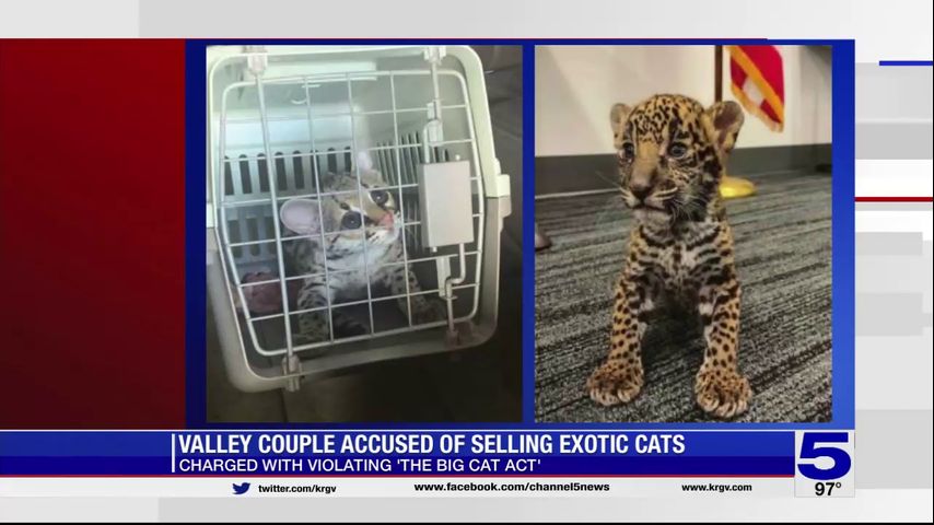 Alamo couple accused of selling exotic cats
