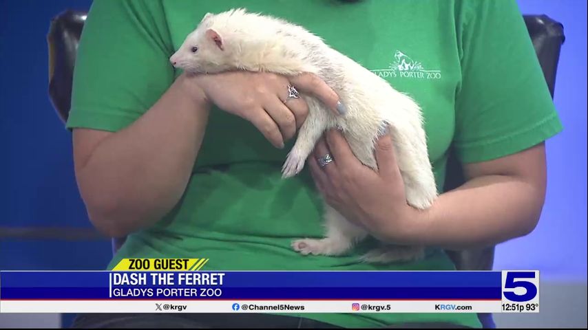 Zoo Guest: Dash the ferret