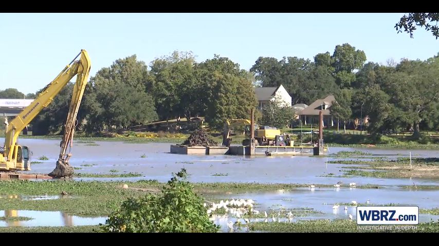 Logs pulled from LSU lakes project to be sold at auction