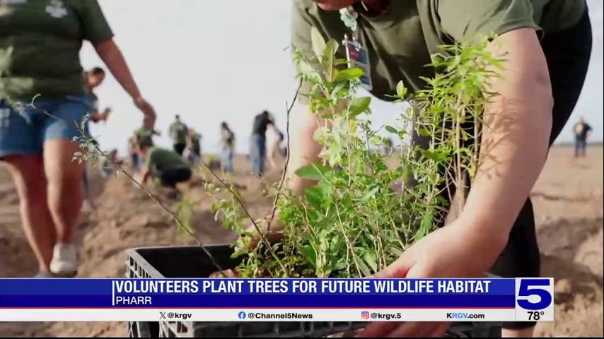 Volunteers take part in reforestation efforts in Pharr