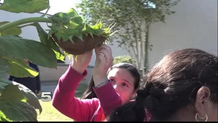 Opciones Saludables: Resultado de Proyecto de Jardinería de Lyford 