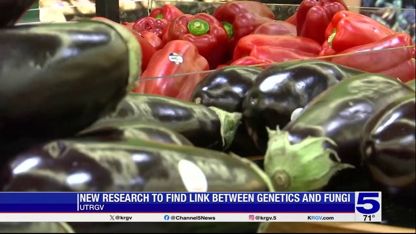 New UTRGV research seeks to find link between Valley diseases and mycotoxins