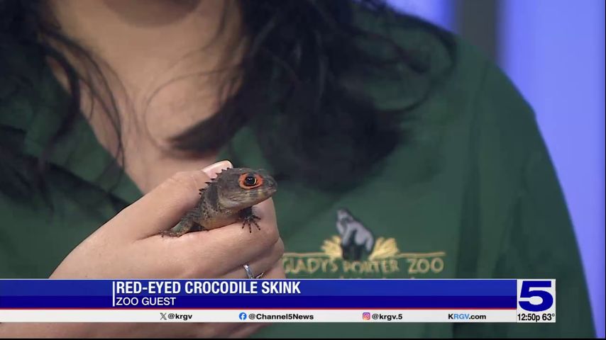 Zoo Guest: Red-eyed Crocodile Skink