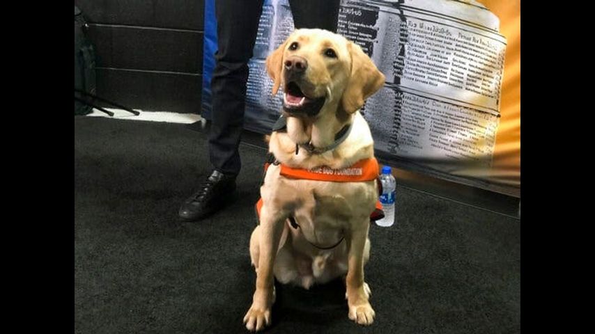 The Latest: Sunny the dog stars at Cup Final media day