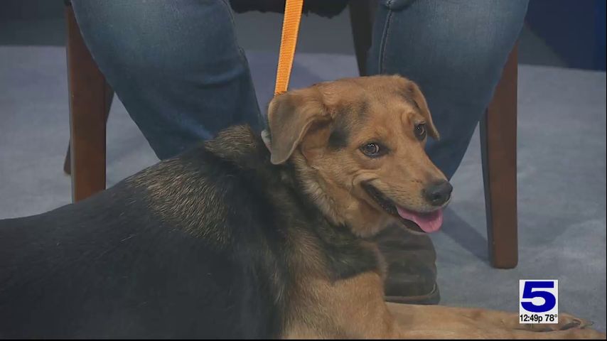 Pet of the Week: Audi the German Shepard mix