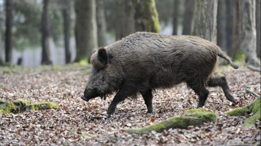 Mississippi: Hog trapping on some wildlife management areas