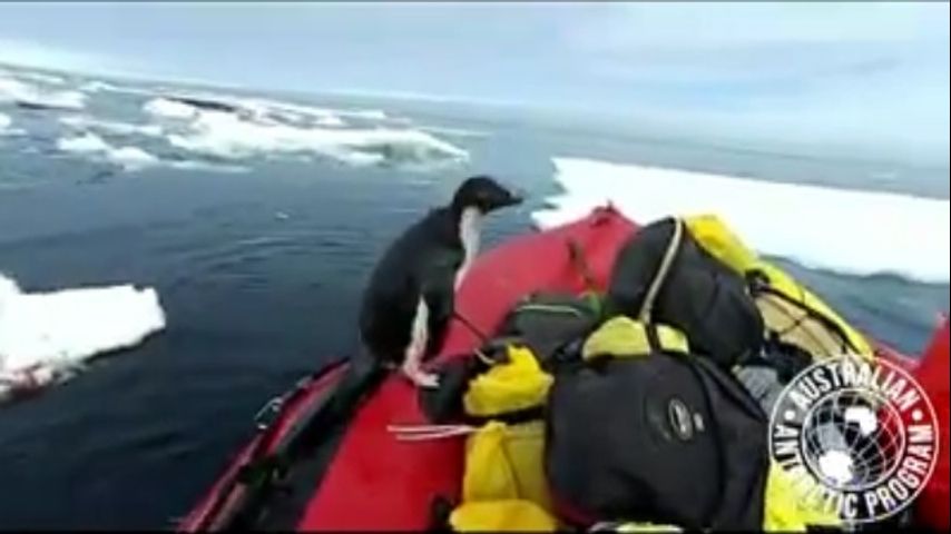 WATCH: Penguin jumps into researchers' boat for a visit