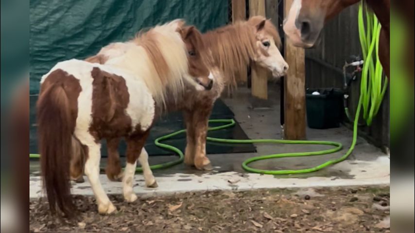 Ponies shot and killed at Louisiana animal rescue; deputies searching for  killer