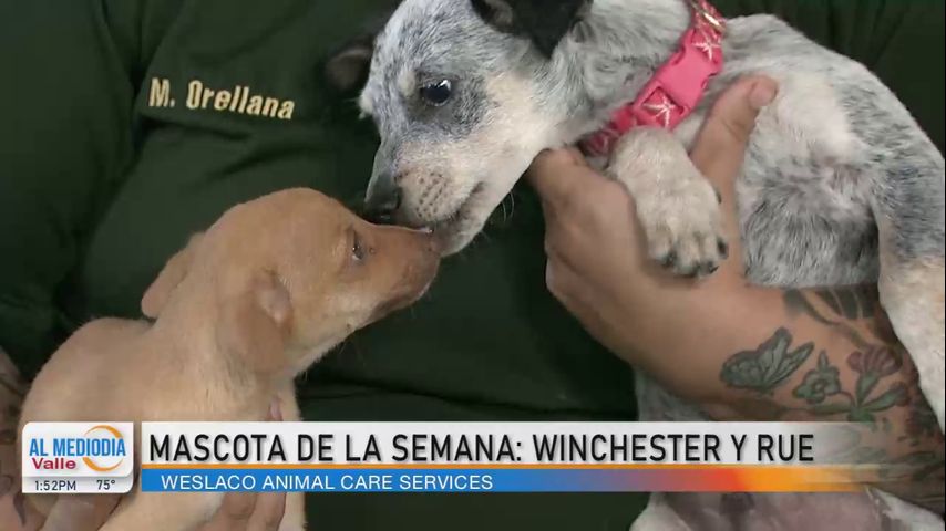 Mascota de la Semana: ¡Conozca a los cachorros Rue y Winchester!