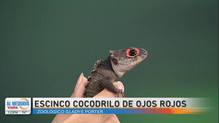 La Entrevista: Conozca al escinco cocodrilo de ojos rojos