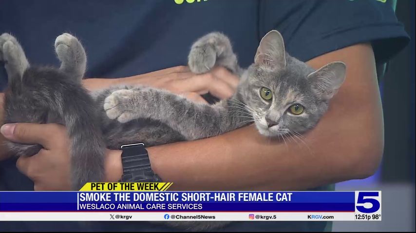 Pet of the Week: Smoke the domestic shorthair cat