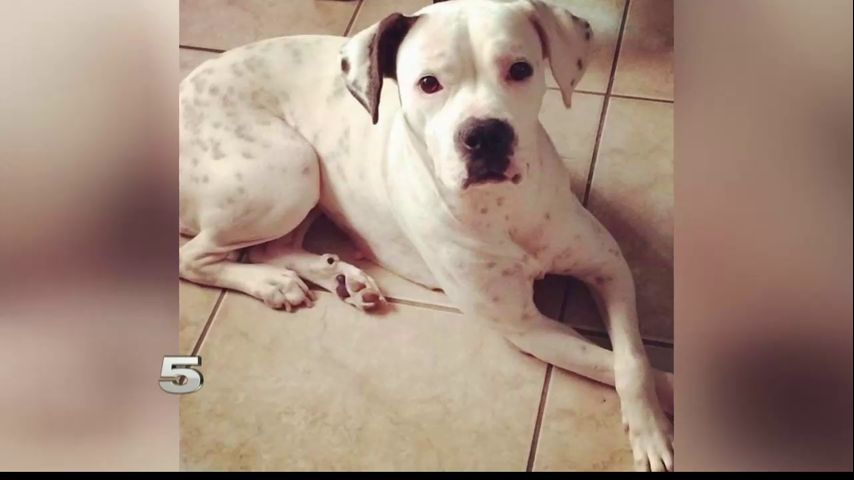 Los Fresnos Man Hopes to Reunite With Missing Dog After Warehouse Rescue