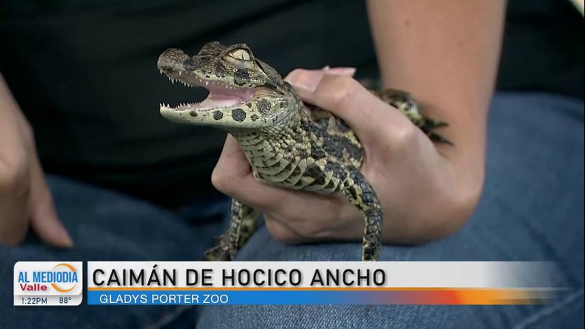 Desde el Zoológico: El caimán de hocico ancho