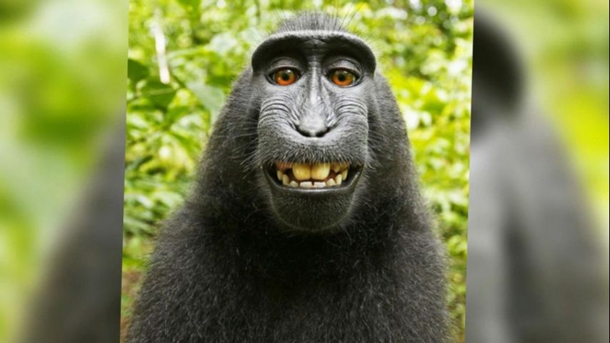 Appeals court rejects copyright suit over monkey selfies