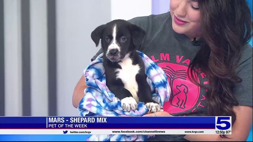 Pet of the Week: Mars, the Shepard mix