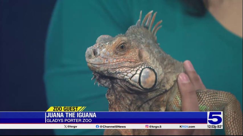 Zoo Guest: Juana the Iguana