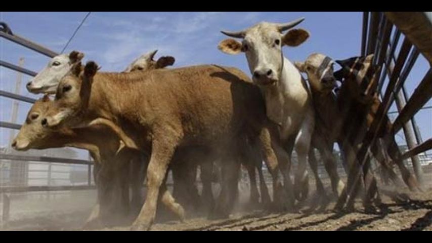 3-accused-of-cattle-rustling-in-southeast-missouri