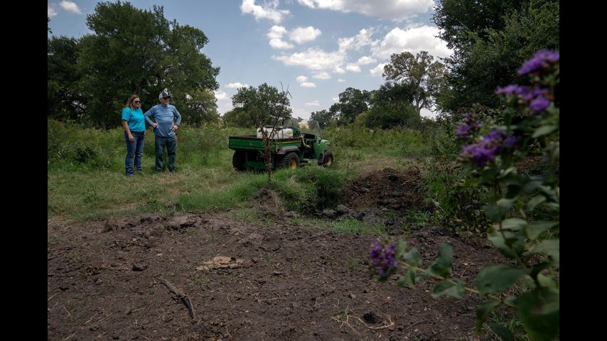 Texas farmers say sewage-based fertilizer tainted with “forever chemicals” poisoned their land and killed their livestock