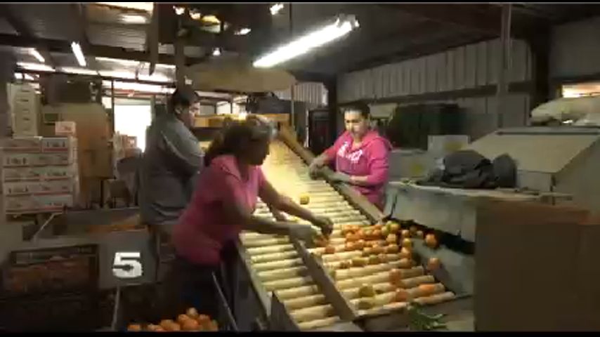 Productores Locales Llenan la Demanda Después del Huracán Irma