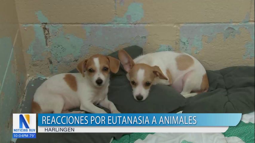 Harlingen recibe críticas por programa de sacrificio de animales y nuevas medidas de control