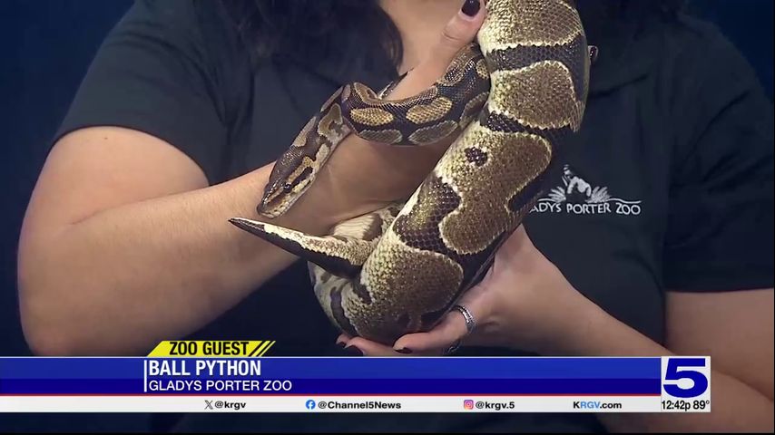 Zoo Guest: Delilah the Ball Python