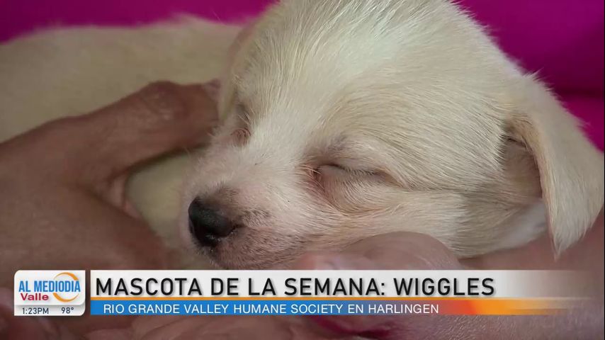 Comunidad: ¡Conozcan a nuestra mascota de la semana, Wiggles!