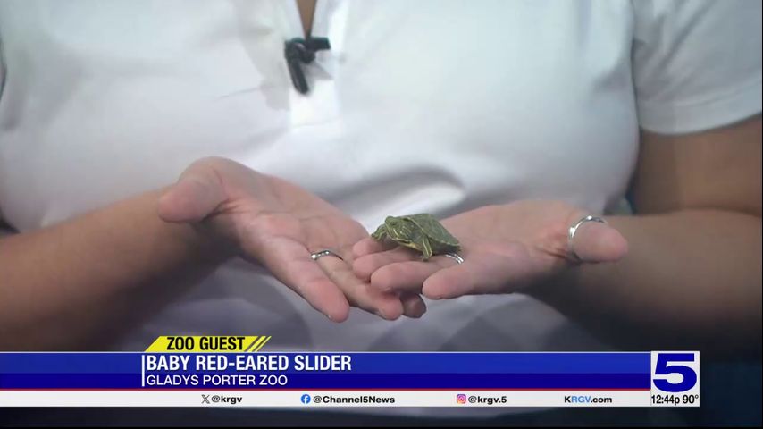 Zoo Guest: Baby Red-Eared Slider