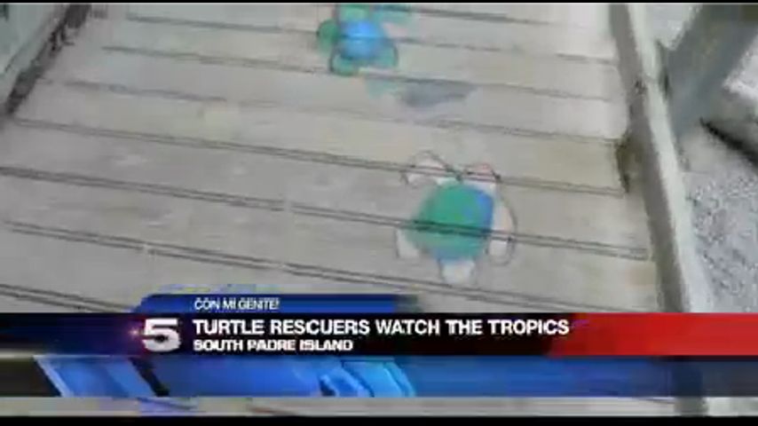 Rescatistas de Tortugas Vigilan el Oceano