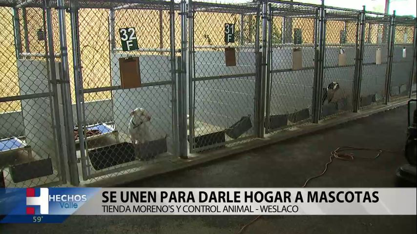 Tienda Morenos y control animal se unen para brindarle un hogar a las mascotas