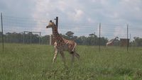 Global Wildlife Center celebrates milestones, birthdays all month long
