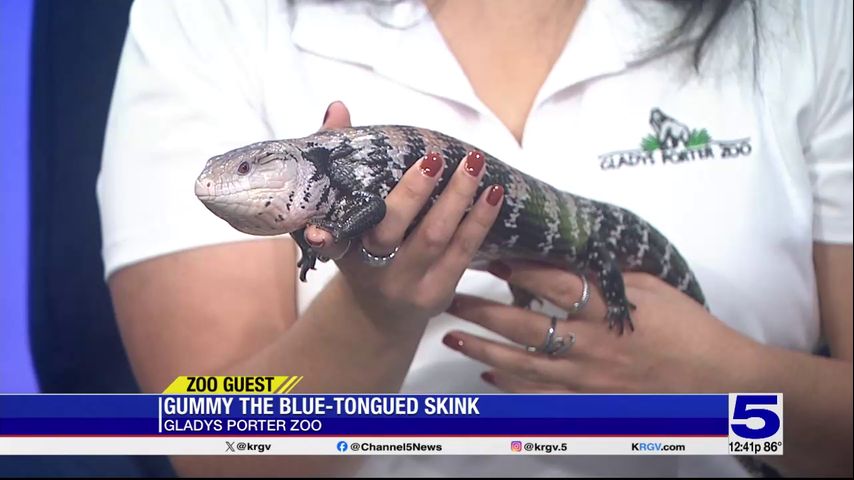 Zoo Guest: Gummy, the blue-tongued Skink