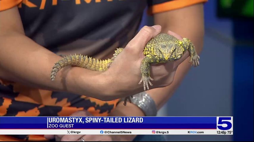 Zoo Guest: Sunny the spiny-tailed lizard