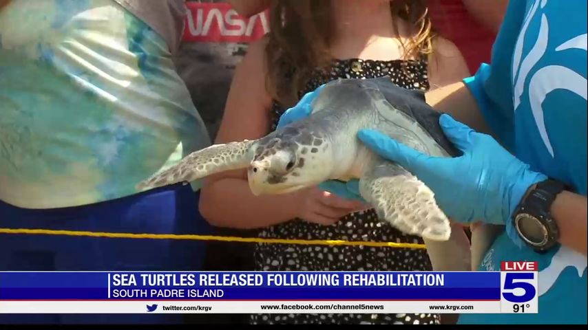 Sea turtles released following rehab at SPI