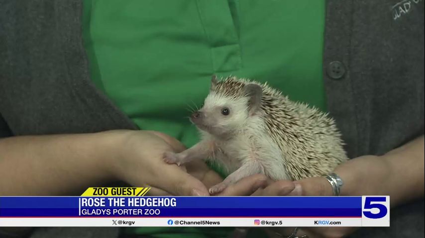 Zoo Guest: Rose the Hedgehog